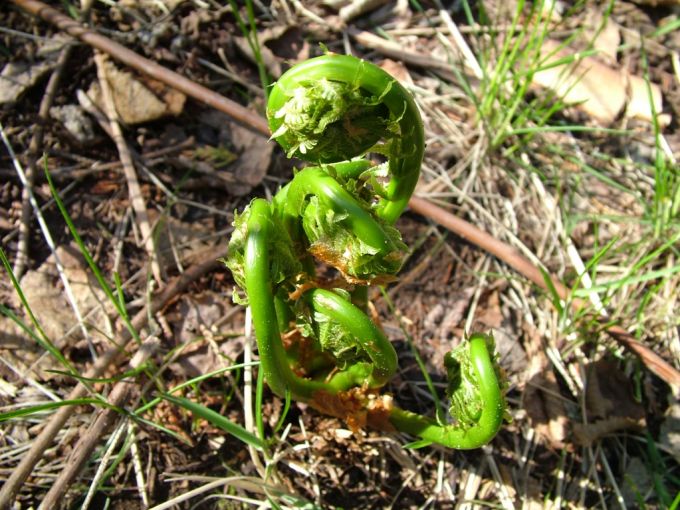 Time for fiddlehead picking